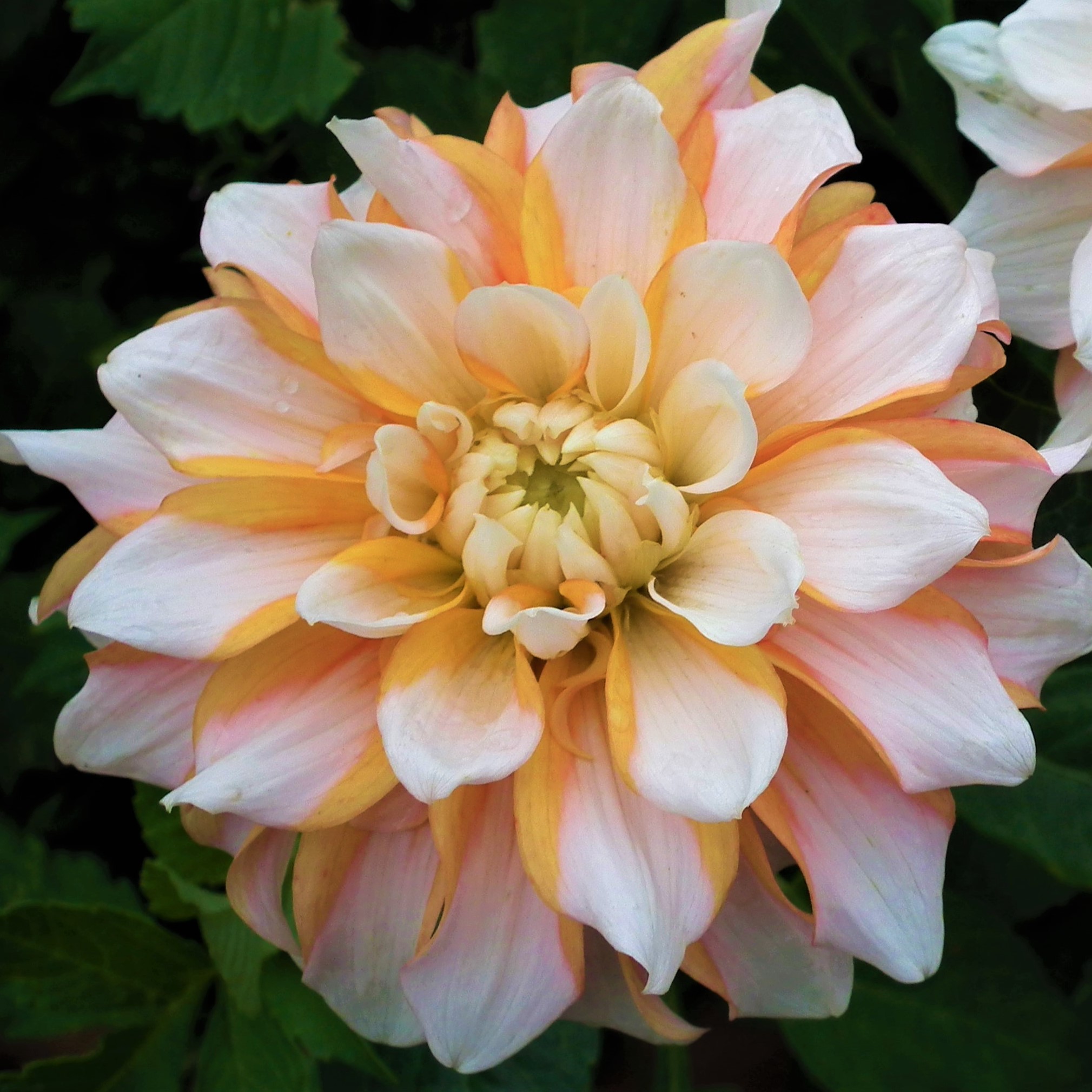 Dahlia Seattle